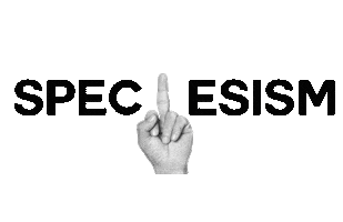 Vegan Animal Rights Sticker by qltykntrl