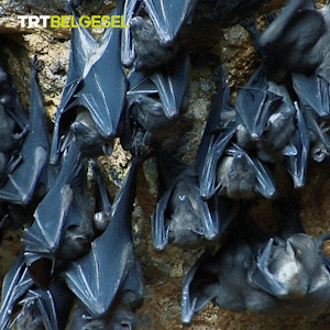 Bat Cave GIF by TRT