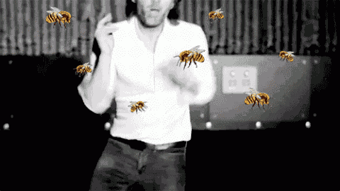 Bees GIF - Find & Share on GIPHY