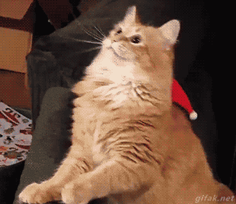 giphy.gif?cid=6c09b952fc07f24e36c764c4f7470799f9d35007b86a8655&rid=giphy.gif