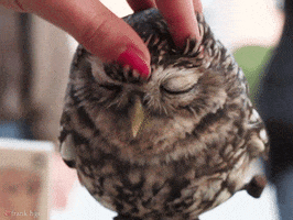 Owl Satisfying GIF by MOODMAN