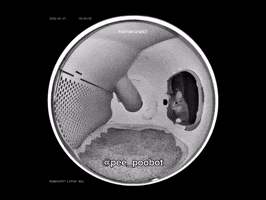 Cat Meme GIF