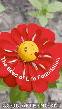 Good Afternoon Plant GIF by The Seed of Life Foundation