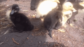 Duck GIF