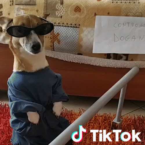 Dog Pet GIF by TikTok Italia Find & Share on GIPHY