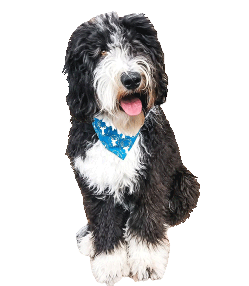 Dog Eating Sticker for iOS & Android GIPHY