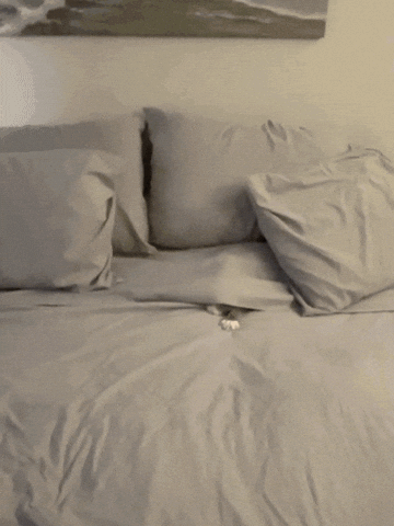 cat peeking under sheets