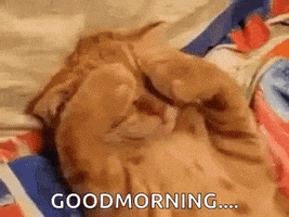 Guten Morgen GIF by memecandy