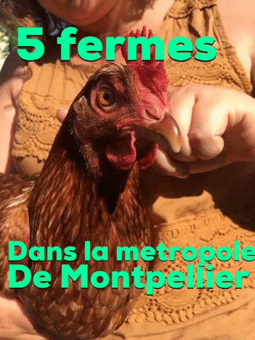 La Poule De Le Ferme De La Condamine Montpellier GIF