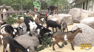 Goat GIF by Brookfield Zoo
