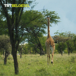Run Away Masai Mara GIF by TRT
