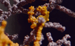 Biology Pbs Ds GIF by PBS Digital Studios