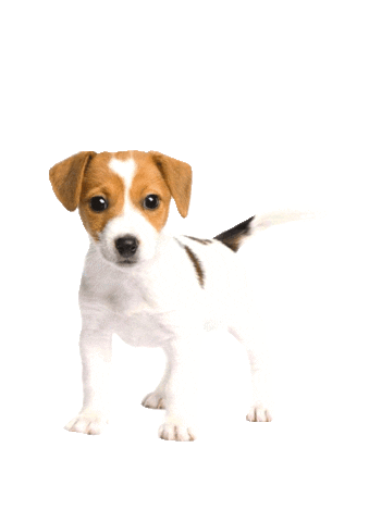 Temnamurano Sticker by murano pet