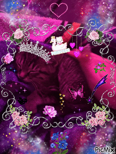 Cat GIF