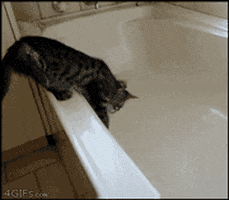 cat cats aww funny gifs
