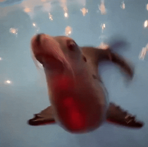 Seal GIF
