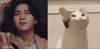 Yoongi Cat GIF