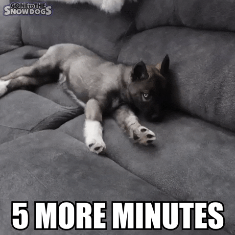 Tired Siberian Husky GIF by Gone to the Snow Dogs