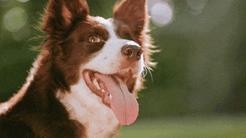 Amazon Doghealth GIF by Happy Go Healthy Pets