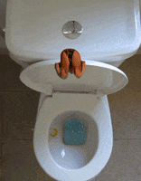 toilet diving GIF