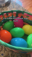 Weiner Dogs Enjoy Eggcellent Easter Egg Hunt