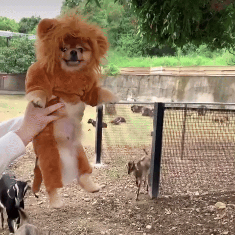Lion Pomeranian GIF