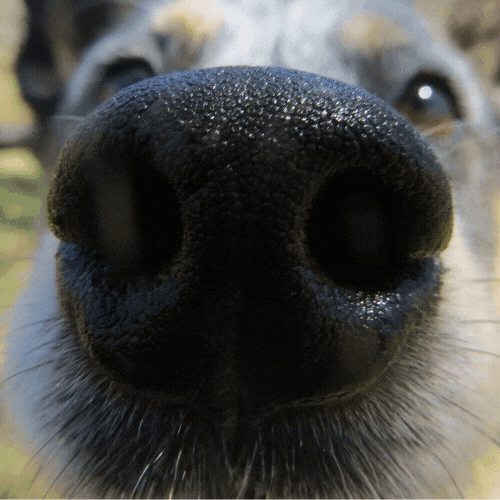 CoppersDreamRescue boop dog nose boop that nose GIF