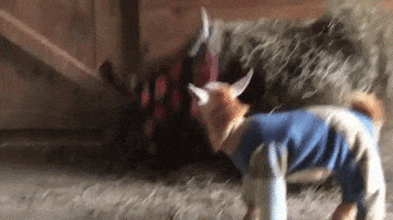 goats in pajamas GIF