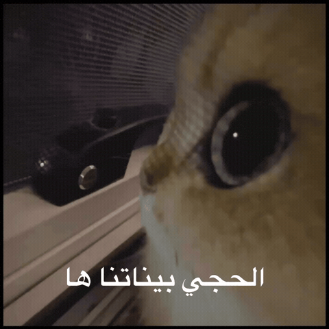 Cat See GIF by Bashar