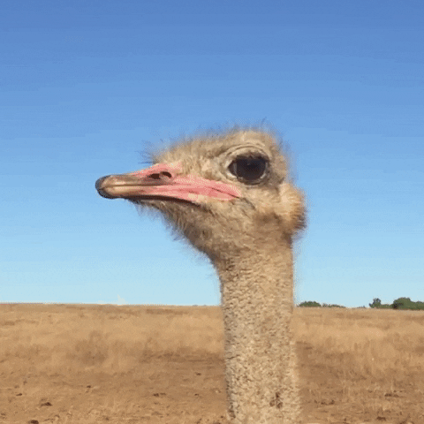 giphy.gif