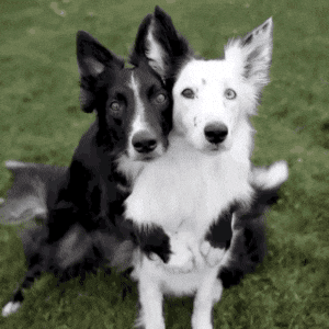 giphy.gif?cid=4d1e4f29b67349ea99e976c2263c746617558f4d860c4a48&rid=giphy.gif