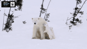 GIF by WWF España