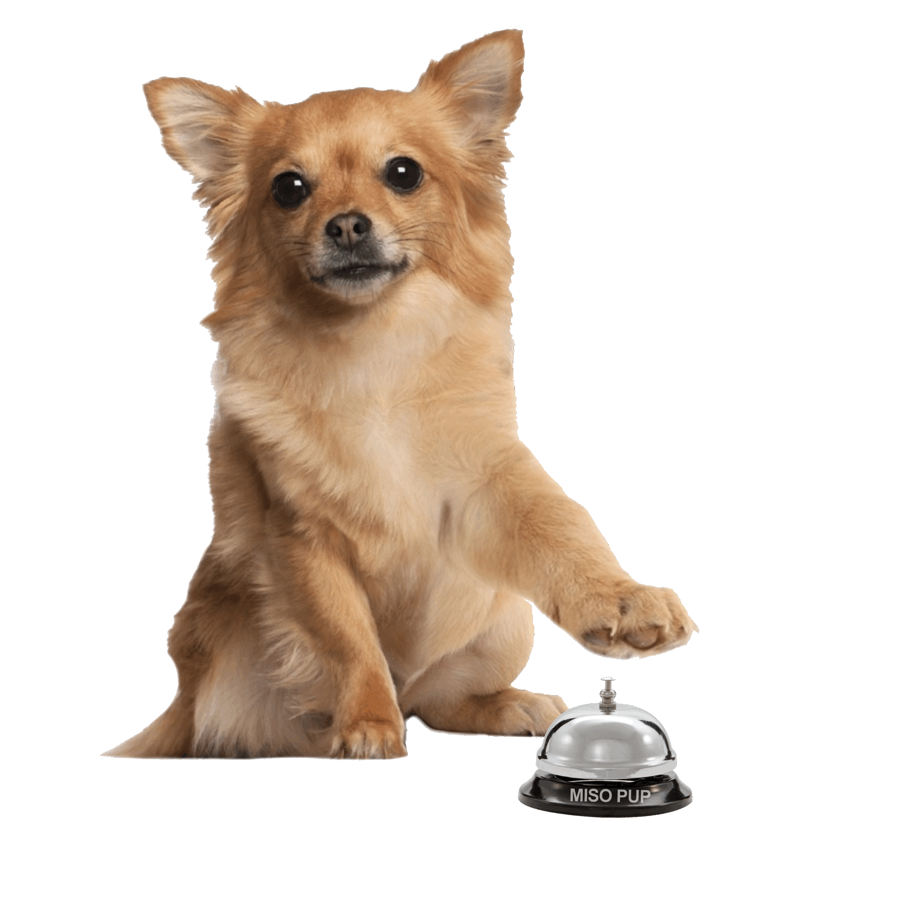 Ringing Bell Dancing Sticker by MISO PUP for iOS & Android GIPHY