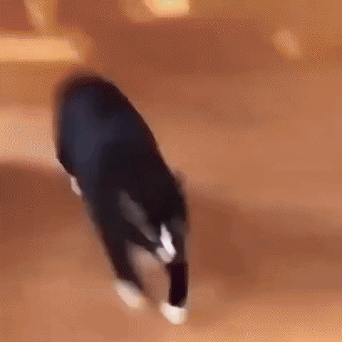 Cats Come Get It GIF by hamlet