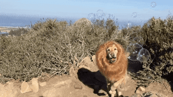 dog lion GIF