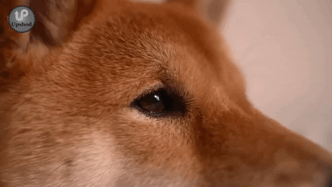 Doge Dogecoin GIF thumbnail