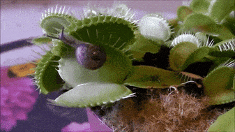 flytrap