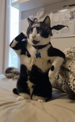 1234 GIF
