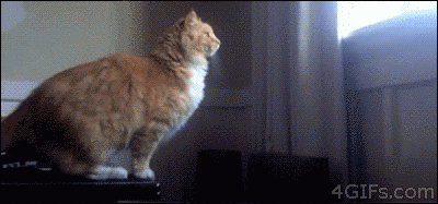 cat fail GIF