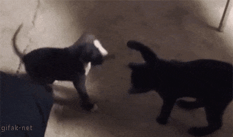 unknown source cats GIF by The BarkPost 