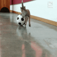 Cheetah Running GIFs - Find & Share on GIPHY