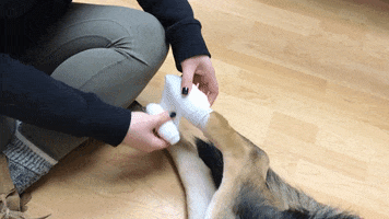 DogJogs wrap dog jogs pet first aid foot wrap GIF