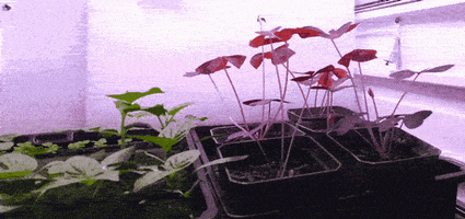 Dancing Plants GIF