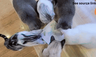 Cat GIF