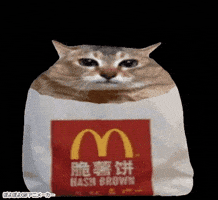 Mei Mei Cat GIF