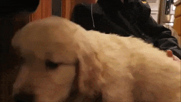 Golden Retriever Dog GIF