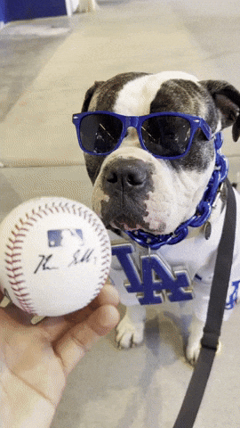 Dodgersdoggo Dodgers Doggo Losangeles Baseball Dog GIF