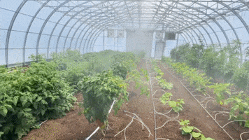Greenhouse GIF by Oi