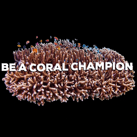 Coral Champion GIF by Allen Coral Atlas