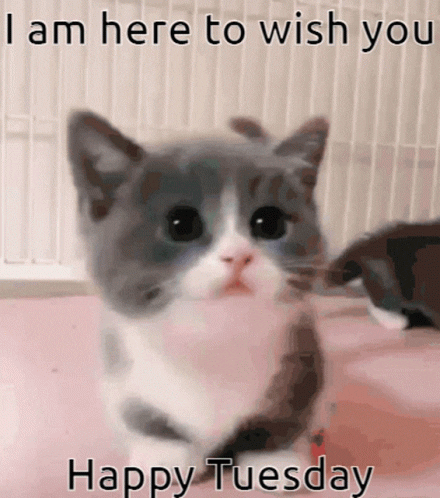 Cat Love GIF by iTalents